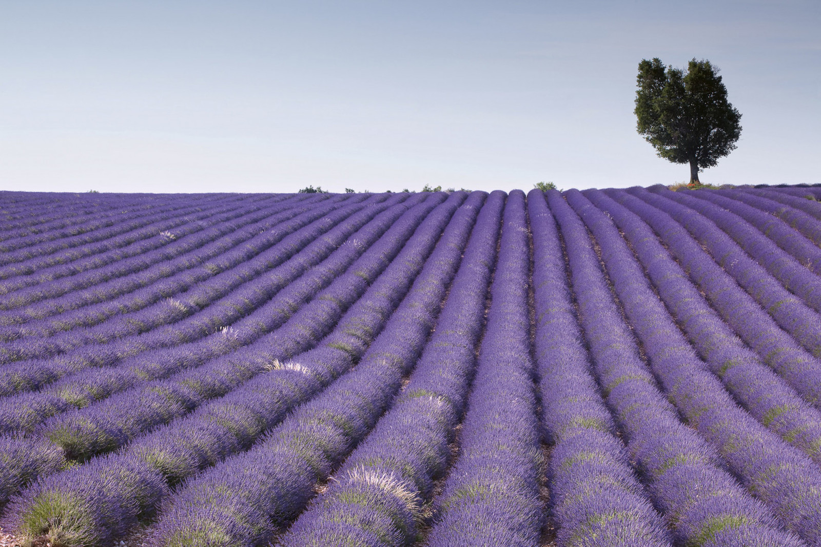 Lavender Field MS-5-0088 - Luonto ja maisemat - KUVATAPETIT JA PANEELIT ...