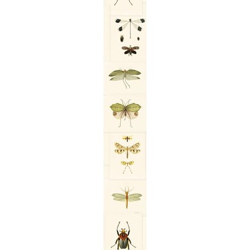 ENTOMOLOGY Roll B WP20233