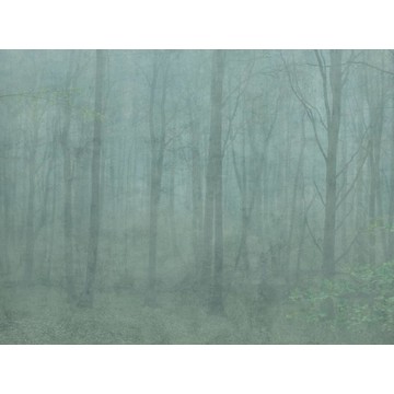 Skog Green 622-08 (kuvatapetti)