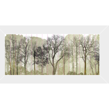spring in the woods