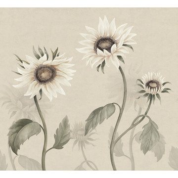 Sunflowers White S10529 (kuvatapetti)
