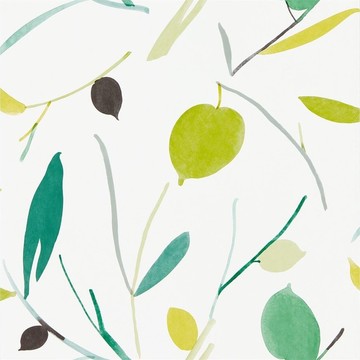 Oxalis Kiwi/Juniper 111994
